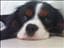 Kalashnivik