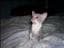 Cornish-rex